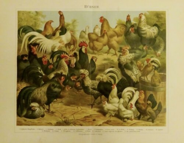 1899 - alter Druck Hühner (Englischer Kampfhahn, Malaien, Weiße, gelbe, schwarze Kochinchina, Breda, Brahmaputra, ...